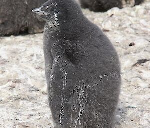 Nest C — The chick is liberally smeared with penguin poo