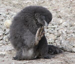 Nest D — The chick scratches under its chin with a seemingly over size foot