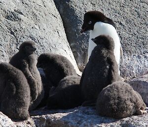Seven penguin chicks cluster together in a crèche with a single adult