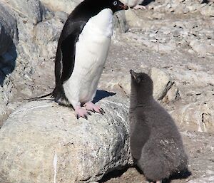 A parent stands on a rock out of reach of the chick below