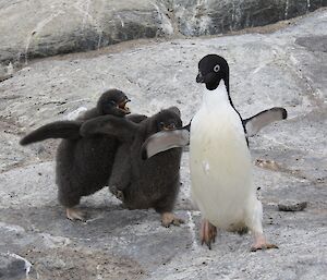 An adult being pursued by two hungry chicks — a feeding chase