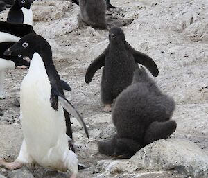 A chick falls flat on its face during a feeding chase