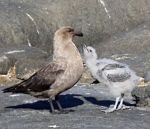 A skua chick looks to its parent for food