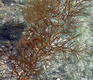 Seaweed in the shallows water on the shoreline of Bechervaise Island