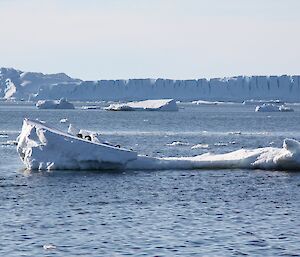 An ice floe with several penguins aboard drifts past the island