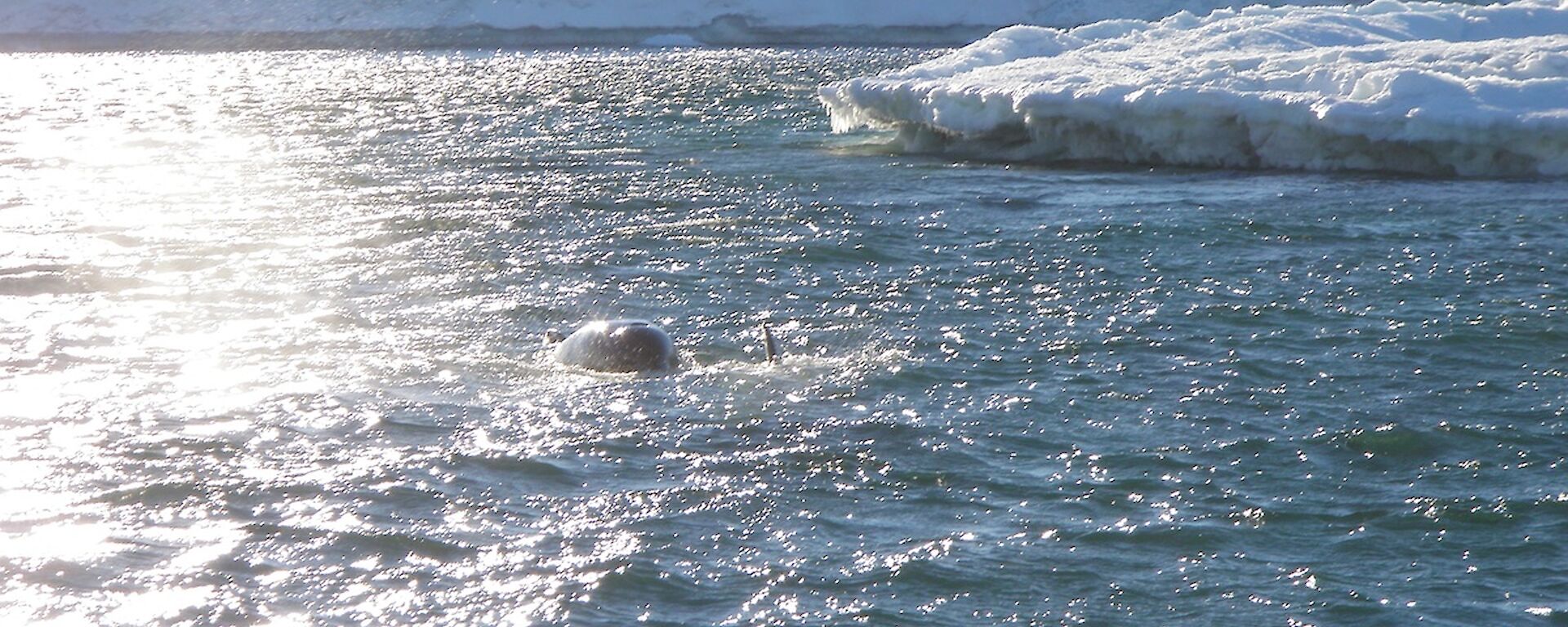 Killer whales in East Bay — one breaching and one fin visible