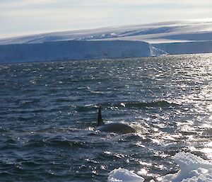 A killer whale comes in close to the ice along the shoreline of East Bay