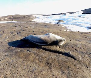 A Weddell seal well back from the shore sleeps contentedly. However the seal nearer the shoreline looks a lot more alert