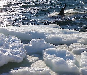 Another pass very close to the shore line by a killer whale