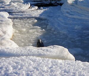A Weddell seal hides amongst the ice close to the shore