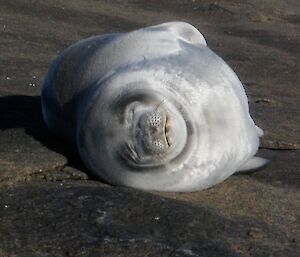 The Weddell seal up on the rocks continues to sleep, safely away from the threat in the water