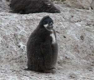 Adelie penguin chick beginning to moult and lose the down, and looking a little sad
