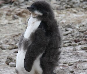Adelie penguin chick well into losing its down and with plenty of adult type of plumage showing