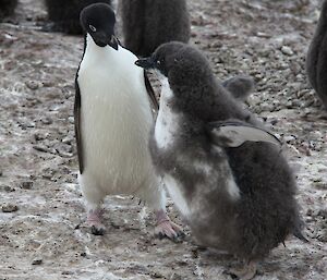 A nearly grown penguin chick looks for a feed from its parent