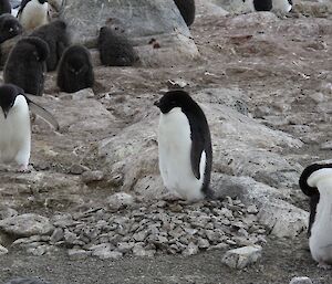 Adelie penguin sits on its nest of stones, but too late to find mate