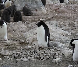 Adelie penguin sits on its nest of stones, but too late to find mate
