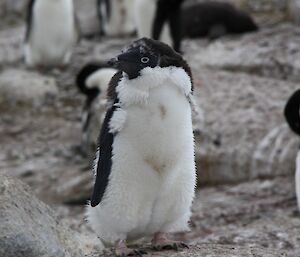Adelie penguin moulting has a ring of loose feathers around its neck