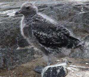 The skua chick now has its adult plumage clearly showing through the thinning down