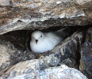 An adult snow petrel on its nest in a cleft in the rocks