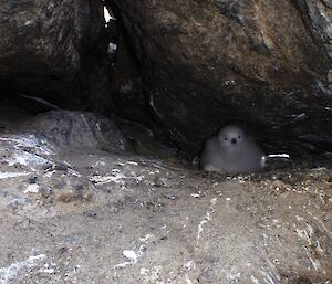 A fluffy snow petrel chick on its nest in a cleft in the rocks