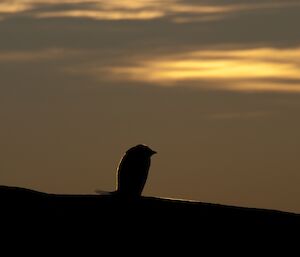 Adelie penguin silhouetted against the sunset has a golden rim light effect around it