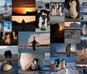 Collage of images taken at the emperor penguin rookery at the Auster Islands to the east of Mawson