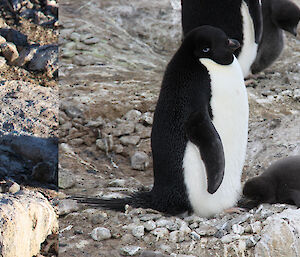 Sequence showing chick’s growth — Nest A