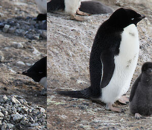 Sequence showing chick’s development — Nest C