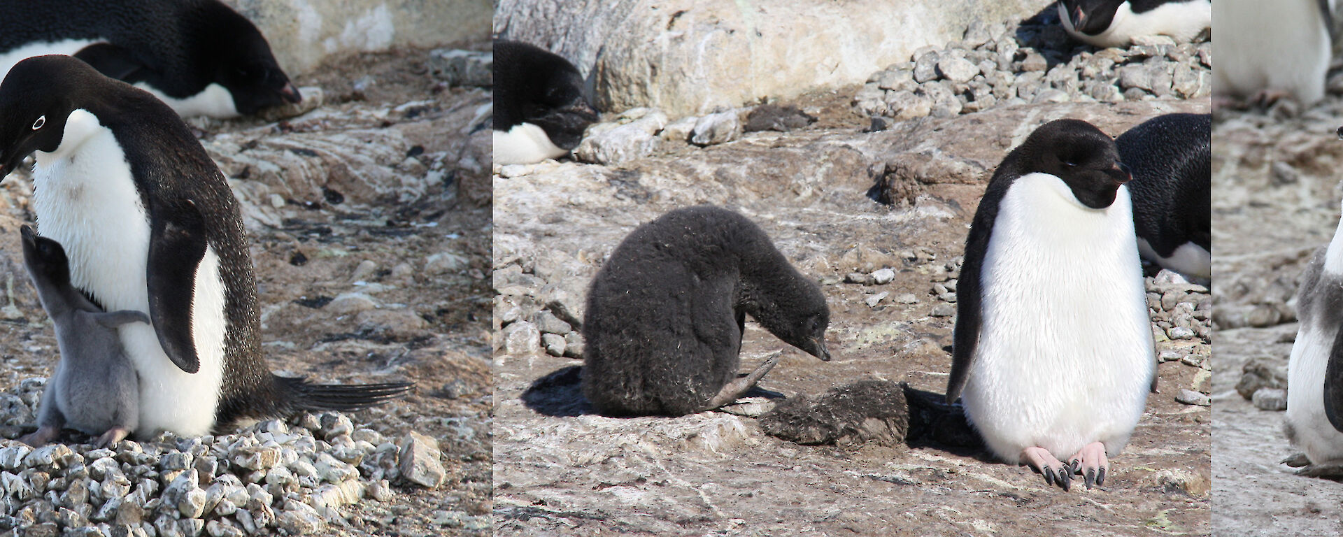 Sequence showing chick’s development — Nest D