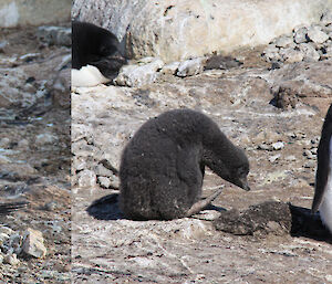 Sequence showing chick’s development — Nest D