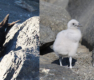 Sequence showing development of Skua chick (Hagrid)