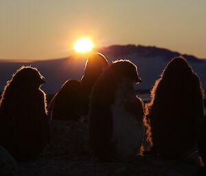 Adelie penguin chicks silhouetted and rim lit by the setting Sun