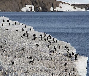 A patch of ice on Welch Island, covered in Adelie penguins