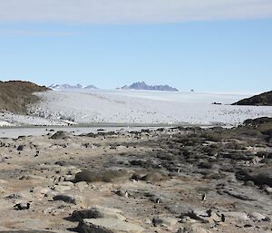 A view across Welch Island with plenty of Adelie penguins scattered about