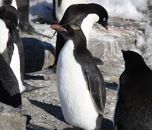 An immature macaroni penguin among the Adelies on Peterson Island