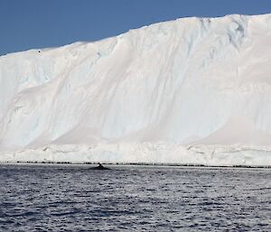 A minke whale cruises past between the ice cliffs and the photographer in the IRB