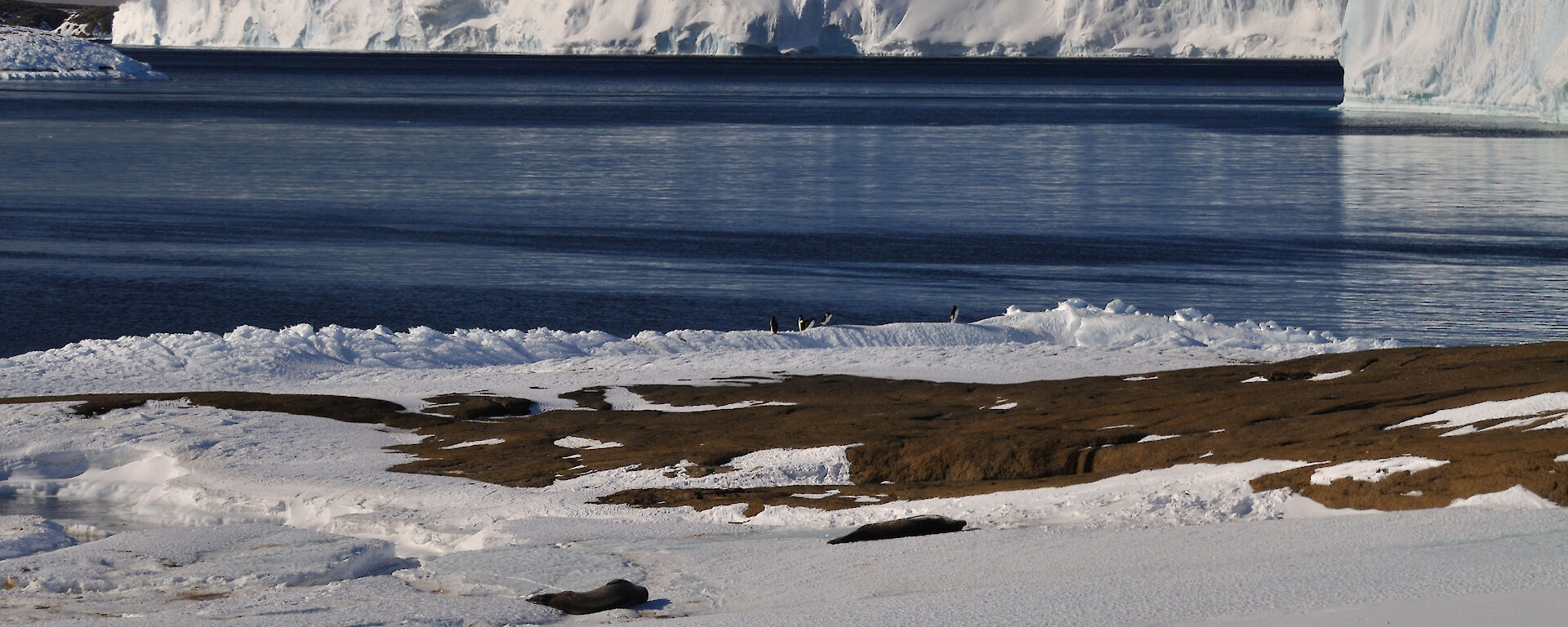 Weddell Seals and , Adelie Penguins on the ice edge in East bay from Petes Window