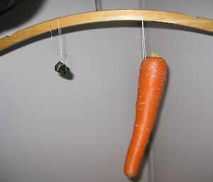 Mawson green diamond and one average carrot suspended on homemade balance scale showing same weight for both items.