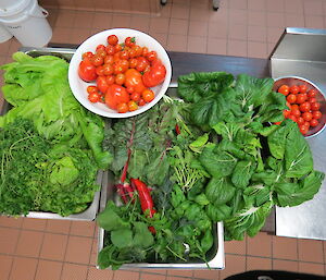 A display of the range of vegetables being produced by hydroponics