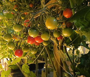 Lots of cherry tomatoes on the vine at different stages of maturation