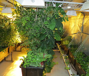 Inside of hydroponics hut showing all the different green foliage of the plants