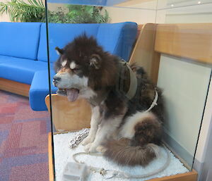 Preserved Husky in glass case in lounge