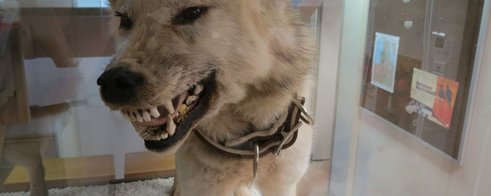 Husky preserved, in glass cabinet