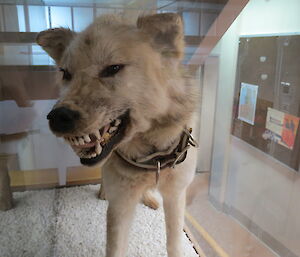 Husky preserved, in glass cabinet