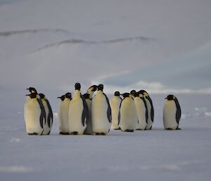 Group of penguins