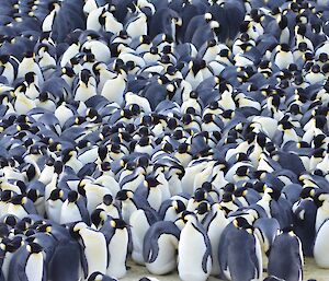 Penguins in a huddle