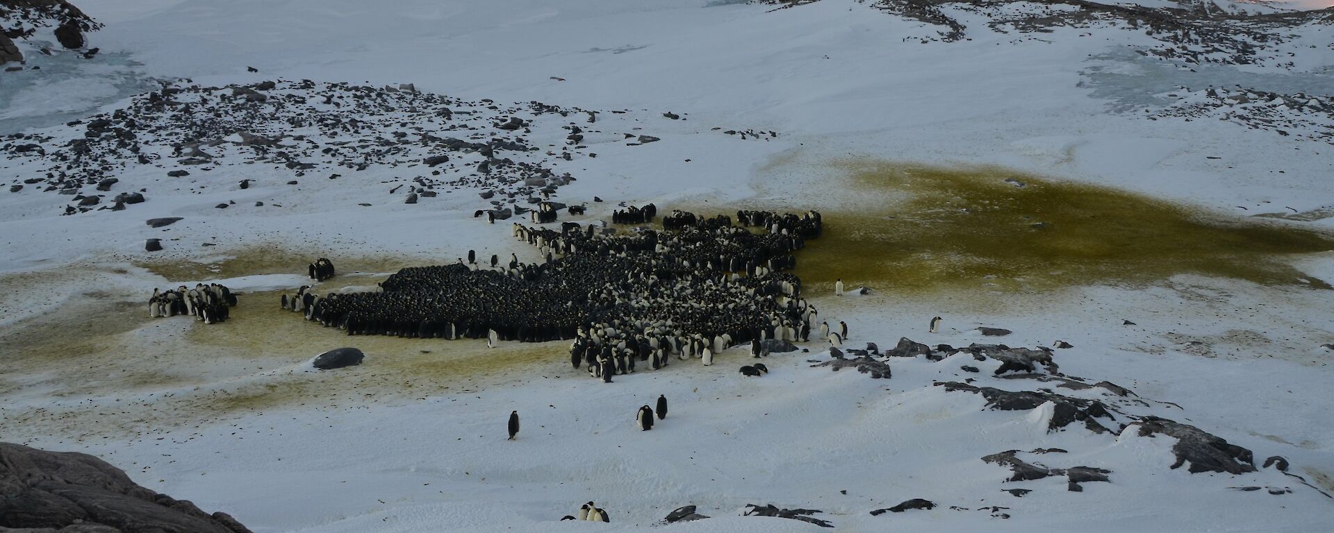 View of penguins in a large huddle