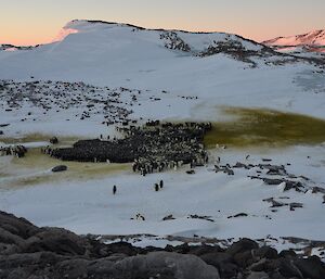 View of penguins in a large huddle