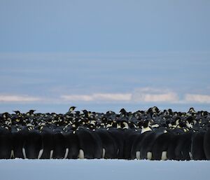 The penguins packed tightly together to protect themselves from the storms