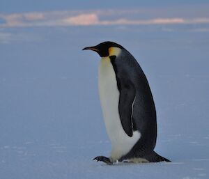 An emperor penguin showing the small flippers and beak in comparison to the large bulky body